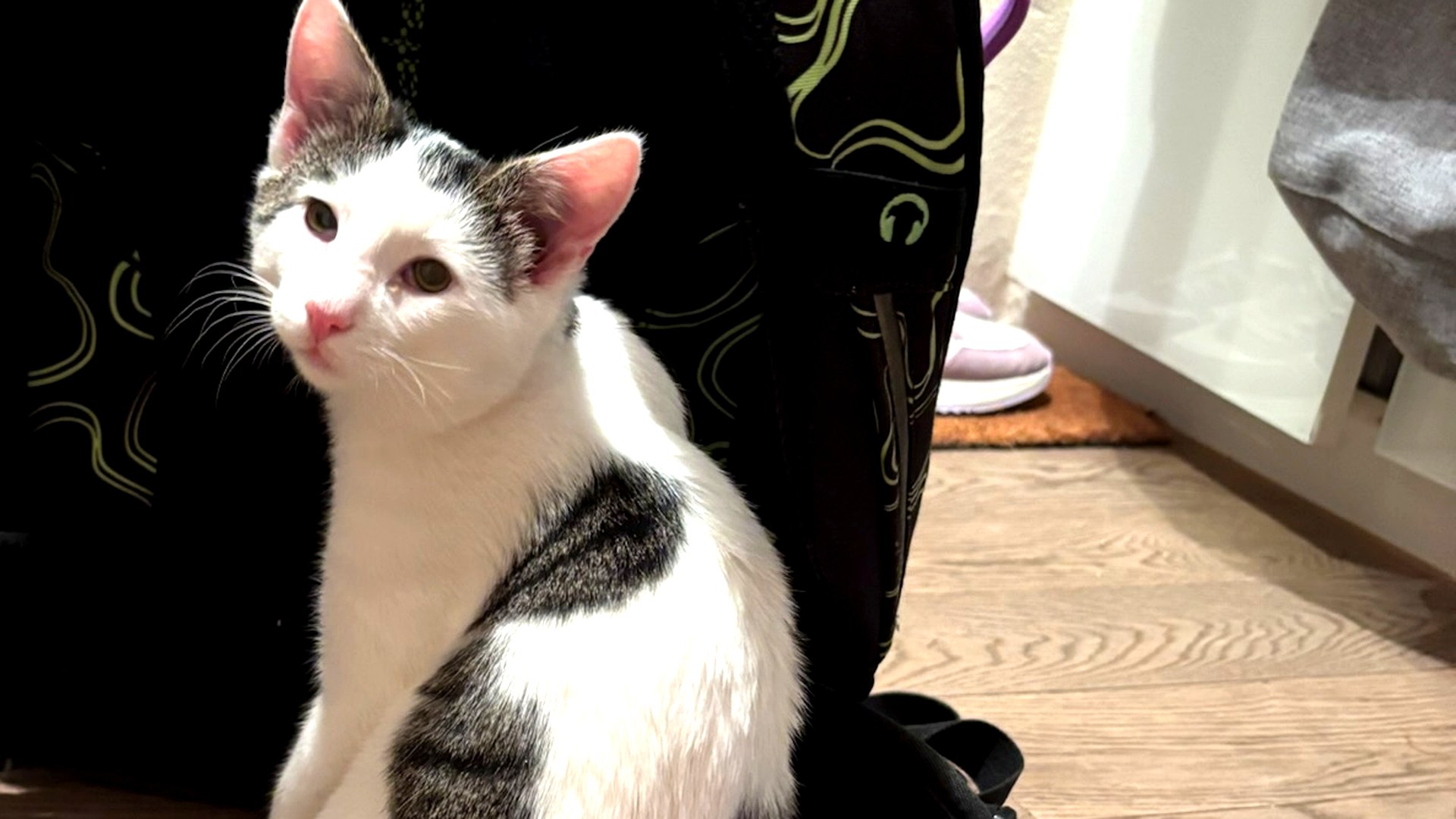Cookie, schwarz-weiß getigerter Kater