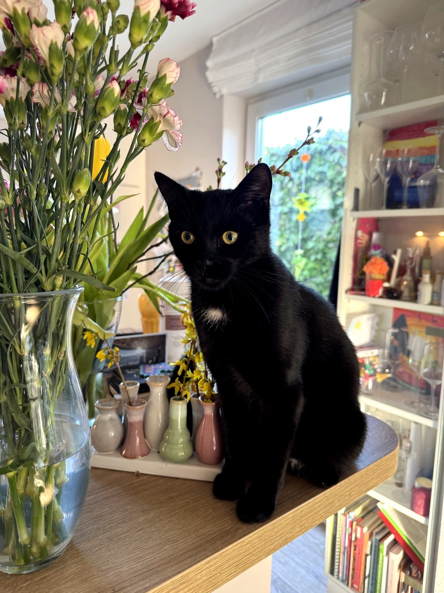 Neo, schwarzer Kater, sitzt neben einer Blumenvase